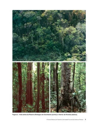 A Floresta Atlântica de Tabuleiros: Diversidade Funcional da Cobertura Arbórea 5
Figura 3. Vista aérea da Reserva Biológica de Sooretama (acima) e interior da floresta (abaixo).
IreneGaray-BIONATIVAIreneGaray-BIONATIVA
 