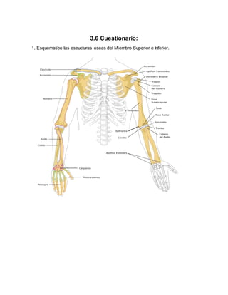 3.6 Cuestionario:
1. Esquematice las estructuras óseas del Miembro Superior e Inferior.
 