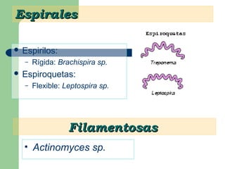 EspiralesEspirales
 Espirilos:
– Rígida: Brachispira sp.
 Espiroquetas:
– Flexible: Leptospira sp.
FilamentosasFilamentosas
• Actinomyces sp.
 