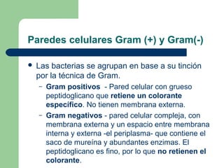 Paredes celulares Gram (+) y Gram(-)
 Las bacterias se agrupan en base a su tinción
por la técnica de Gram.
– Gram positivos - Pared celular con grueso
peptidoglicano que retiene un colorante
específico. No tienen membrana externa.
– Gram negativos - pared celular compleja, con
membrana externa y un espacio entre membrana
interna y externa -el periplasma- que contiene el
saco de mureína y abundantes enzimas. El
peptidoglicano es fino, por lo que no retienen el
colorante.
 