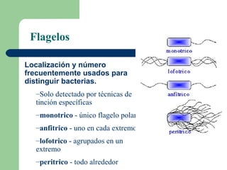 Localización y número
frecuentemente usados para
distinguir bacterias.
–Solo detectado por técnicas de
tinción específicas
–monotrico - único flagelo polar
–anfitrico - uno en cada extremo
–lofotrico - agrupados en un
extremo
–peritrico - todo alrededor
Flagelos
 