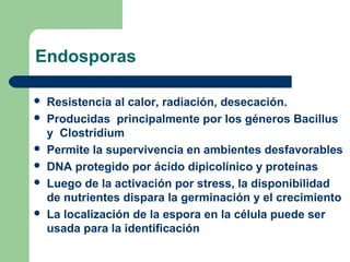 Endosporas
 Resistencia al calor, radiación, desecación.
 Producidas principalmente por los géneros Bacillus
y Clostridium
 Permite la supervivencia en ambientes desfavorables
 DNA protegido por ácido dipicolínico y proteínas
 Luego de la activación por stress, la disponibilidad
de nutrientes dispara la germinación y el crecimiento
 La localización de la espora en la célula puede ser
usada para la identificación
 