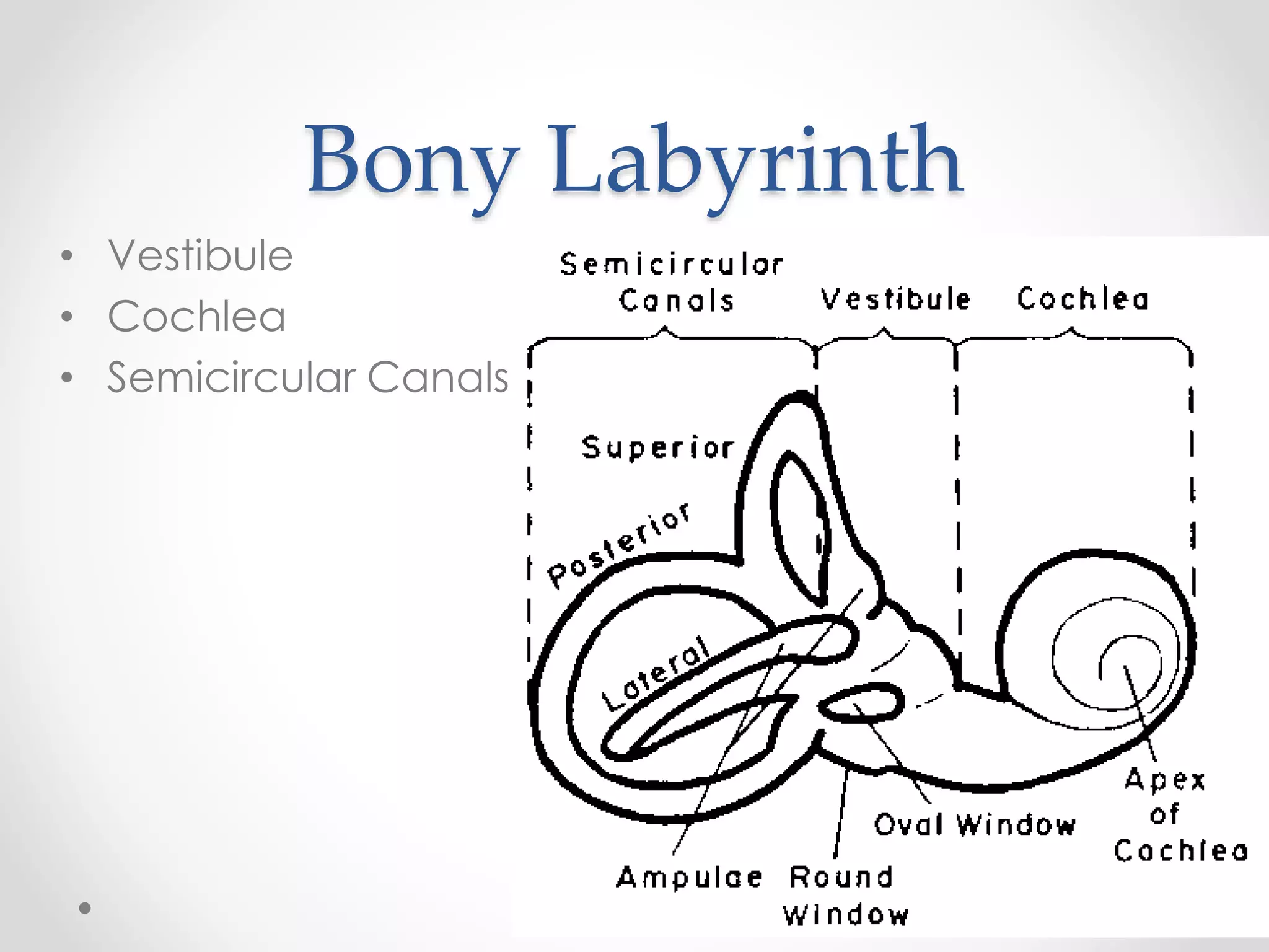 Anatomy of inner ear | PPTX