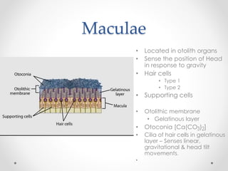 Sacculus Anatomy of inner ear | PPTX
