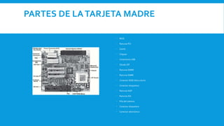PARTES DE LATARJETA MADRE
 BIOS
 Ranuras PCI
 Caché
 Chipset
 Conectores USB
 Zócalo ZIF
 Ranuras DIMM
 Ranuras SIMM
 Conector EIDE (disco duro)
 Conector disquetera
 Ranuras AGP
 Ranuras ISA
 Pila del sistema
 Conector disquetera
 Conector electrónico
 