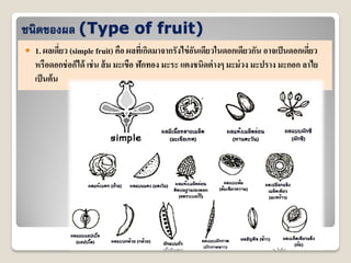 ชนิดของผล (Type of fruit)
 1. ผลเดี่ยว (simple fruit) คือ ผลที่เกิดมาจากรังไข่อันเดียวในดอกเดียวกัน อาจเป็นดอกเดี่ยว
หรือดอกช่อก็ได้ เช่น ส้ม มะเขือ ฟักทอง มะระ แตงชนิดต่างๆ มะม่วง มะปราง มะกอก ลาไย
เป็นต้น
 