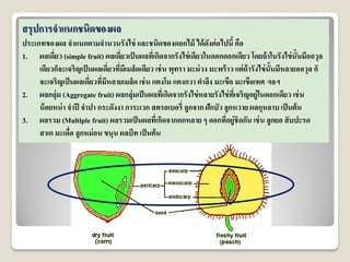 สรุปการจาแนกชนิดของผล
ประเภทของผล จาแนกตามจานวนรังไข่ และชนิดของดอกไม้ ได้ดังต่อไปนี้ คือ
1. ผลเดี่ยว (simple fruit) ผลเดี่ยวเป็นผลที่เกิดจากรังไข่เดียวในดอกดอกเดียว โดยถ้าในรังไข่นั้นมีออวุล
เดียวก็จะเจริญเป็นผลเดี่ยวที่มีเมล็ดเดียว เช่น พุทรา มะม่วง มะพร้าว แต่ถ้ารังไข่นั้นมีหลายออวุล ก็
จะเจริญเป็นผลเดี่ยวที่มีหลายเมล็ด เช่น แตงโม แตงกวา ตาลึง มะเขือ มะเขือเทศ ฯลฯ
2. ผลกลุ่ม (Aggregate fruit) ผลกลุ่มเป็นผลที่เกิดจากรังไข่หลายรังไข่ที่เจริญอยู่ในดอกเดียว เช่น
น้อยหน่า จาปี จาปา กระดังงา การะเวก สตรอเบอรี่ ลูกจาก ฝักบัว ลูกหวาย ผลกุหลาบ เป็นต้น
3. ผลรวม (Multiple fruit) ผลรวมเป็นผลที่เกิดจากดกหลาย ๆ ดอกที่อยู่ชิดกัน เช่น ลูกยอ สับปะรด
สาเก มะเดื่อ ลูกหม่อน ขนุน ผลบีท เป็นต้น
 