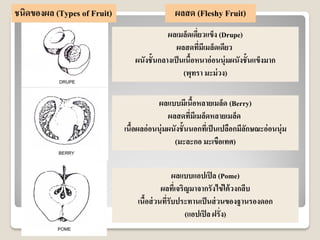 ผลเมล็ดเดี่ยวแข็ง (Drupe)
ผลสดที่มีเมล็ดเดียว
ผนังชั้นกลางเป็นเนื้อหนาอ่อนนุ่มผนังชั้นแข็งมาก
(พุทรา มะม่วง)
ผลแบบมีเนื้อหลายเมล็ด (Berry)
ผลสดที่มีเมล็ดหลายเมล็ด
เนื้อผลอ่อนนุ่มผนังชั้นนอกที่เป็นเปลือกมีลักษณะอ่อนนุ่ม
(มะละกอ มะเขือเทศ)
ผลแบบแอปเปิล (Pome)
ผลที่เจริญมาจากรังไข่ใต้วงกลีบ
เนื้อส่วนที่รับประทานเป็นส่วนของฐานรองดอก
(แอปเปิล ฝรั่ง)
ชนิดของผล (Types of Fruit) ผลสด (Fleshy Fruit)
 