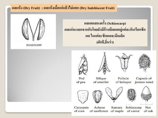 ผลแตกสองครั้ง (Schizocarp)
ผลแก่จะแยกจากกันโดยยังมีก้านยึดผลอยู่แต่ละอันเรียกซีก
ผล ในแต่ละซีกผลจะมีเมล็ด
(ผักชี,ยี่หร่า)
ผลแห้ง (Dry Fruit) : ผลแห้งเมื่อแก่แล้วไม่แตก (Dry Indehiscent Fruit)
 