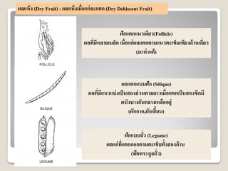 ผลแห้ง (Dry Fruit) : ผลแห้งเมื่อแก่จะแตก (Dry Dehiscent Fruit)
ฝักแตกแนวเดียว(Follicle)
ผลที่มีหลายเมล็ด เมื่อแก่ผลแตกตามแนวตะเข็มเพียงด้านเดี่ยว
(มะค่าแต้)
ผลแตกแบบฝัก (Silique)
ผลที่มีแนวแบ่งเป็นสองส่วนตามยาวเมื่อแตกเป็นสองซีกมี
ผนังบางกันกลางเหลืออยู่
(ผักกาด,ผักเสี้ยน)
ฝักแบบถั่ว (Legume)
ผลแก่ที่แตกออกตามตะเข็บทั้งสองด้าน
(พืชตระกูลถั่ว)
 
