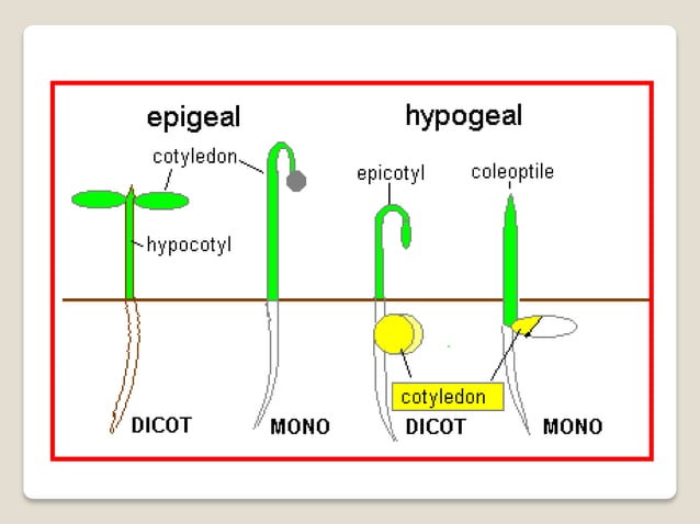 Epigeal. Hypogeal germination. Колеоптиль характерен для. Колеоптиль