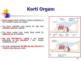 10
Korti Organı
 Korti organı bazal membran üzerine yerleşmiş ve
tüy hücrelerini içeren bir yapıdır
 Tüy hücre uzantıları, zara benzer bir yapı olan
retiküler laminayı delerler
 Tüy hücre sıraları ince, visköz fakat esnek bir
tektorial zar ile örtülüdür
 Dış tüy hücrelerinin yaptığı 3 sıra tünelin
lateralinde, iç tüy hücreleri 1 sıra tünelin
medialinde yer alır
 Her insan kohleasında 20 000 dış tüy hücresi ile
3 500 iç tüy hücresi vardır
 