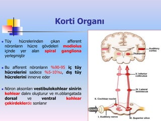 11
Korti Organı
 Tüy hücrelerinden çıkan afferent
nöronların hücre gövdeleri modiolus
içinde yer alan spiral gangliona
yerleşmiştir
 Bu afferent nöronların %90-95 iç tüy
hücrelerini sadece %5-10’nu, dış tüy
hücrelerini innerve eder
 Nöron aksonları vestibulokohlear sinirin
kohlear dalını oluşturur ve m.oblangatada
dorsal ve ventral kohlear
çekirdeklerde sonlanır
 
