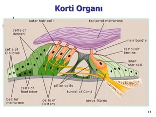 14
Korti Organı
 