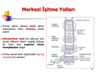 16
Merkezi İşitme Yolları
 Primer işitme alanına bitişik işitme
asosiyasyon alanı insulaya kadar
uzanır
 Olivokohlear bant her odituvar sinir
içinde efferent liflerin yaptığı belirgin
bir bant olup superior olivar
kompleksten doğar
 Primer olarak korti organındaki dış tüy
hücrelerinde sonlanır
 