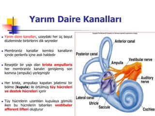 17
Yarım Daire Kanalları
 Yarım daire kanalları, uzaydaki her üç boyut
düzleminde birbirlerini dik seyreder
 Membranöz kanallar kemiksi kanalların
içinde perilenfa içine asılı haldedir
 Reseptör bir yapı olan krista ampullaris
her membranöz kanalın genişlemiş son
kısmına (ampulla) yerleşmiştir
 Her krista, ampullayı kapatan jelatimsi bir
bölme (kupula) ile örtülmüş tüy hücreleri
ve destek hücreleri içerir
 Tüy hücrelerin uzantıları kupulaya gömülü
iken bu hücrelerin tabanları vestibular
afferent lifleri oluşturur
 
