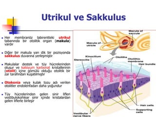 18
Utrikul ve Sakkulus
 Her membranöz labirentteki utrikul
tabanında bir otolitik organ (makula)
vardır
 Diğer bir makula yarı dik bir pozisyonda
sakkulus duvarına yerleşmiştir
 Makulalar destek ve tüy hücrelerinden
oluşur ve kalsiyum karbonat kristallerinin
(otolit) içine gömülü olduğu otolitik bir
zar tarafından kuşatılmıştır
 Otokonia veya kulak tozu adı verilen
otolitler endolenfadan daha yoğundur
 Tüy hücrelerinden gelen sinir lifleri
vestibulokohlear sinir içinde kristalardan
gelen liflerle birleşir
 