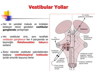 19
Vestibular Yollar
 Her iki yandaki makula ve kristaları
besleyen nöron gövdeleri vestibular
ganglionda yerleşmiştir
 Her vestibular sinir, aynı taraftaki
vestibular ganglionun her 4 parçasında ve
beyinciğin flokülonodüler lobunda
sonlanır
 İkinci nöronlar vestibuler çekirdeklerden
başlayıp vestibulospinal traktuslar
içinde omurilik boyunca ilerler
 