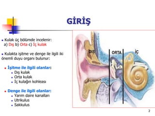 2
GİRİŞ
 Kulak üç bölümde incelenir:
a) Dış b) Orta c) İç kulak
 Kulakta işitme ve denge ile ilgili iki
önemli duyu organı bulunur:
 İşitme ile ilgili olanlar:
 Dış kulak
 Orta kulak
 İç kulağın kohleası
 Denge ile ilgili olanlar:
 Yarım daire kanalları
 Utrikulus
 Sakkulus
 