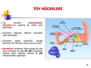 20
TÜY HÜCRELERİ
 Tüy hücreleri sustentaküler
hücrelerinden yapılmış bir epitel içine
gömülüdür
 Hücrelerin tabanları afferent nöronlarla
yakın temastadır
 Hücrelerin apikal uçlarından çubuğa
benzeyen 30-150 tane uzantı veya tüy çıkar
 Kinosilium hareketsiz fakat gerçek bir silia
olup merkezde yer alan bir çift mikrotubuli
etrafına daire şeklinde dizilmiş 9 çift
mikrotubuliden yapılmıştır
 