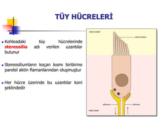 21
TÜY HÜCRELERİ
 Kohleadaki tüy hücrelerinde
stereosilia adı verilen uzantılar
bulunur
 Stereosiliumların koçan kısmı biribirine
parelel aktin flamanlarından oluşmuştur
 Her hücre üzerinde bu uzantılar koni
şeklindedir
 