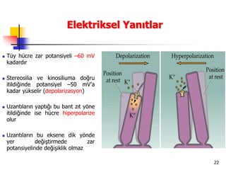 22
Elektriksel Yanıtlar
 Tüy hücre zar potansiyeli –60 mV
kadardır
 Stereosilia ve kinosiliuma doğru
itildiğinde potansiyel –50 mV’a
kadar yükselir (depolarizasyon)
 Uzantıların yaptığı bu bant zıt yöne
itildiğinde ise hücre hiperpolarize
olur
 Uzantıların bu eksene dik yönde
yer değiştirmede zar
potansiyelinde değişiklik olmaz
 