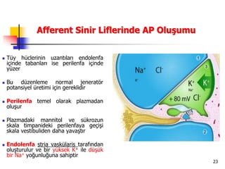 23
Afferent Sinir Liflerinde AP Oluşumu
 Tüy hüclerinin uzantıları endolenfa
içinde tabanları ise perilenfa içinde
yüzer
 Bu düzenleme normal jeneratör
potansiyel üretimi için gereklidir
 Perilenfa temel olarak plazmadan
oluşur
 Plazmadaki mannitol ve sükrozun
skala timpanideki perilenfaya geçişi
skala vestibuliden daha yavaştır
 Endolenfa stria vaskülaris tarafından
oluşturulur ve bir yüksek K+ ile düşük
bir Na+ yoğunluğuna sahiptir
 