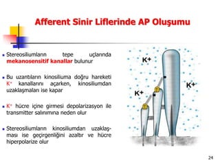 24
Afferent Sinir Liflerinde AP Oluşumu
 Stereosiliumların tepe uçlarında
mekanosensitif kanallar bulunur
 Bu uzantıların kinosiliuma doğru hareketi
K+ kanallarını açarken, kinosiliumdan
uzaklaşmaları ise kapar
 K+ hücre içine girmesi depolarizasyon ile
transmitter salınımına neden olur
 Stereosiliumların kinosiliumdan uzaklaş-
ması ise geçirgenliğini azaltır ve hücre
hiperpolarize olur
 