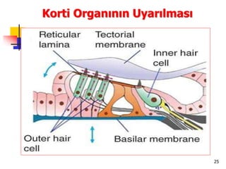 25
Korti Organının Uyarılması
 