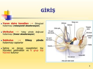 3
GİRİŞ
 Yarım daire kanalları → Döngüsel
hızlanmayı (rotasyonel akselerasyon)
 Utrikulus → Yatay yönde doğrusal
hızlanmayı (lineer akselerasyon)
 Sakkulus → Dikey yönde
hızlanmayı saptarlar
 İşitme ve denge reseptörleri tüy
hücreleri şeklindedir ve 6 grup tüy
hücresi bulunur
 