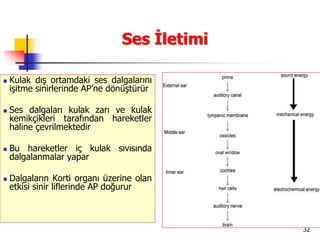 32
Ses İletimi
 Kulak dış ortamdaki ses dalgalarını
işitme sinirlerinde AP’ne dönüştürür
 Ses dalgaları kulak zarı ve kulak
kemikçikleri tarafından hareketler
haline çevrilmektedir
 Bu hareketler iç kulak sıvısında
dalgalanmalar yapar
 Dalgaların Korti organı üzerine olan
etkisi sinir liflerinde AP doğurur
 