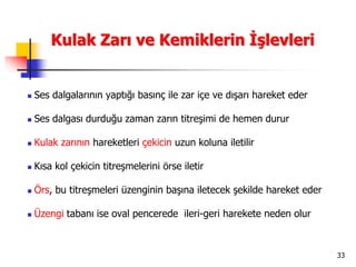 33
Kulak Zarı ve Kemiklerin İşlevleri
 Ses dalgalarının yaptığı basınç ile zar içe ve dışarı hareket eder
 Ses dalgası durduğu zaman zarın titreşimi de hemen durur
 Kulak zarının hareketleri çekicin uzun koluna iletilir
 Kısa kol çekicin titreşmelerini örse iletir
 Örs, bu titreşmeleri üzenginin başına iletecek şekilde hareket eder
 Üzengi tabanı ise oval pencerede ileri-geri harekete neden olur
 