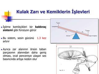 35
Kulak Zarı ve Kemiklerin İşlevleri
 İşitme kemikçikleri bir kaldıraç
sistemi gibi fonsiyon görür
 Bu sistem, sesin gücünü 1.3 kez
artırır
 Ayrıca zar alanının örsün taban
parçasının alanından daha geniş
olması, oval pencereye ulaşan ses
basıncında artışa neden olur
 