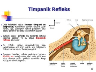 36
Timpanik Refleks
 Orta kulaktaki kaslar (tensor timpani ve
stapedius) kasıldıkları zaman çekicin uzun
kolunu içe, üzenginin taban parçasını dışa
doğru çekerler bu olay ses iletimini azaltır
 Yüksek sesler genelde bu kaslarda refleks
kasılma başlatır ve bu olaya timpanik
refleks adı verilir
 Bu refleks işitme reseptörlerinin aşırı
uyarılmasına yol açan güçlü ses dalgalarını
önleyerek koruyucu fonksiyon görür
 Bununla beraber refleks reaksiyon zamanı
40-160 ms olduğundan silah atışı gibi kısa
süre devam eden şiddetli uyarılara karşı
koruyucu nitelik taşımaz
 