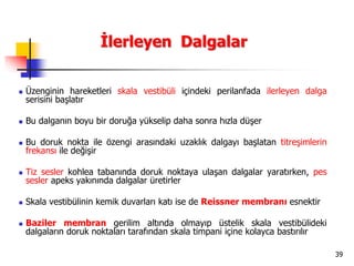 39
İlerleyen Dalgalar
 Üzenginin hareketleri skala vestibüli içindeki perilanfada ilerleyen dalga
serisini başlatır
 Bu dalganın boyu bir doruğa yükselip daha sonra hızla düşer
 Bu doruk nokta ile özengi arasındaki uzaklık dalgayı başlatan titreşimlerin
frekansı ile değişir
 Tiz sesler kohlea tabanında doruk noktaya ulaşan dalgalar yaratırken, pes
sesler apeks yakınında dalgalar üretirler
 Skala vestibülinin kemik duvarları katı ise de Reissner membranı esnektir
 Baziler membran gerilim altında olmayıp üstelik skala vestibülideki
dalgaların doruk noktaları tarafından skala timpani içine kolayca bastırılır
 