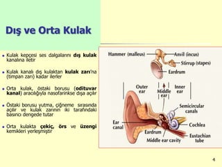 4
Dış ve Orta Kulak
 Kulak kepçesi ses dalgalarını dış kulak
kanalına iletir
 Kulak kanalı dış kulaktan kulak zarı’na
(timpan zarı) kadar ilerler
 Orta kulak, östaki borusu (odituvar
kanal) aracılığıyla nasofarinkse dışa açılır
 Östaki borusu yutma, çiğneme sırasında
açılır ve kulak zarının iki tarafındaki
basıncı dengede tutar
 Orta kulakta çekiç, örs ve üzengi
kemikleri yerleşmiştir
 