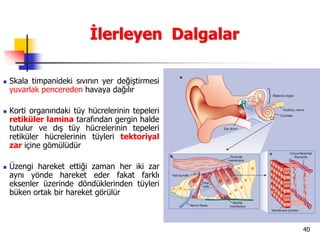 40
İlerleyen Dalgalar
 Skala timpanideki sıvının yer değiştirmesi
yuvarlak pencereden havaya dağılır
 Korti organındaki tüy hücrelerinin tepeleri
retiküler lamina tarafından gergin halde
tutulur ve dış tüy hücrelerinin tepeleri
retiküler hücrelerinin tüyleri tektoriyal
zar içine gömülüdür
 Üzengi hareket ettiği zaman her iki zar
aynı yönde hareket eder fakat farklı
eksenler üzerinde döndüklerinden tüyleri
büken ortak bir hareket görülür
 