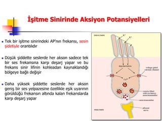 42
İşitme Sinirinde Aksiyon Potansiyelleri
 Tek bir işitme sinirindeki AP’nın frekansı, sesin
şidetiyle orantılıdır
 Düşük şiddette seslerde her akson sadece tek
bir ses frekansına karşı deşarj yapar ve bu
frekans sinir lifinin kohleadan kaynaklandığı
bölgeye bağlı değişir
 Daha yüksek şiddette seslerde her akson
geniş bir ses yelpazesine özellikle eşik uyarının
görüldüğü frekansın altında kalan frekanslarda
karşı deşarj yapar
 