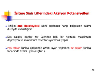 43
İşitme Sinir Liflerindeki Aksiyon Potansiyelleri
 Tizliğin ana belirleyicisi Korti organının hangi bölgesinin azami
düzeyde uyarıldığıdır
 Ses dalgası baziler zar üzerinde belli bir noktada maksimum
depresyon ve maksimum reseptör uyarılması yapar
 Pes tonlar kohlea apeksinde azami uyarı yaparken tiz sesler kohlea
tabanında azami uyarı oluşturur
 