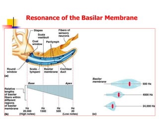 44
Resonance of the Basilar Membrane
 