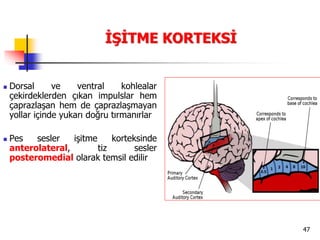 47
İŞİTME KORTEKSİ
 Dorsal ve ventral kohlealar
çekirdeklerden çıkan impulslar hem
çaprazlaşan hem de çaprazlaşmayan
yollar içinde yukarı doğru tırmanırlar
 Pes sesler işitme korteksinde
anterolateral, tiz sesler
posteromedial olarak temsil edilir
 