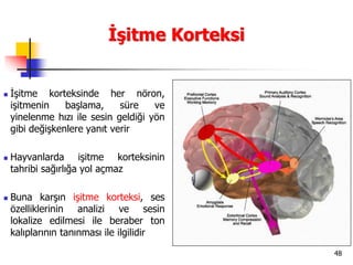 48
İşitme Korteksi
 İşitme korteksinde her nöron,
işitmenin başlama, süre ve
yinelenme hızı ile sesin geldiği yön
gibi değişkenlere yanıt verir
 Hayvanlarda işitme korteksinin
tahribi sağırlığa yol açmaz
 Buna karşın işitme korteksi, ses
özelliklerinin analizi ve sesin
lokalize edilmesi ile beraber ton
kalıplarının tanınması ile ilgilidir
 