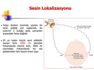 49
Sesin Lokalizasyonu
 Yatay düzlem üzerinde yayılan bir
sesin geldiği yeri saptamak, bu
uyarının 2 kulağa geliş zamanları
arasındaki farka bağlıdır
 20 µs kadar küçük ayırt edilebilir
zaman farkı 3000 Hz altındaki
frekanslarda önemli iken, 3000 Hz
üzerindeki frekanslarda ise ses
şiddetindeki fark büyük önem taşır
 