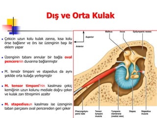5
Dış ve Orta Kulak
 Çekicin uzun kolu kulak zarına, kısa kolu
örse bağlanır ve örs ise üzenginin başı ile
eklem yapar
 Üzenginin tabanı annular bir bağla oval
pencerenin duvarına bağlanmıştır
 M. tensör timpani ve stapedius da aynı
şekilde orta kulağa yerleşmiştir
 M. tensor timpani’nin kasılması çekiç
kemiğinin uzun kolunu mediale doğru çeker
ve kulak zarı titreşimini azaltır
 M. stapediusun kasılması ise üzenginin
taban parçasını oval pencereden geri çeker
 