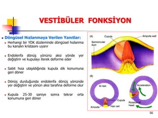 56
VESTİBÜLER FONKSİYON
 Döngüsel Hızlanmaya Verilen Yanıtlar:
 Herhangi bir YDK düzleminde döngüsel hızlanma
bu kanalın kristasını uyarır
 Endolenfa dönüş yönünü aksi yönde yer
değiştirir ve kupulayı iterek deforme eder
 Sabit hıza ulaşıldığında kupula dik konumuna
geri döner
 Dönüş durduğunda endolenfa dönüş yönünde
yer değiştirir ve yönün aksi tarafına deforme olur
 Kupula 25-30 saniye sonra tekrar orta
konumuna geri döner
 
