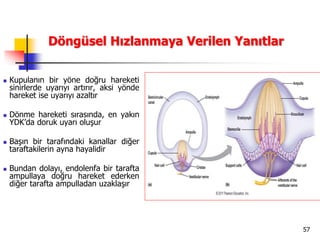 57
Döngüsel Hızlanmaya Verilen Yanıtlar
 Kupulanın bir yöne doğru hareketi
sinirlerde uyarıyı artırır, aksi yönde
hareket ise uyarıyı azaltır
 Dönme hareketi sırasında, en yakın
YDK’da doruk uyarı oluşur
 Başın bir tarafındaki kanallar diğer
taraftakilerin ayna hayalidir
 Bundan dolayı, endolenfa bir tarafta
ampullaya doğru hareket ederken
diğer tarafta ampulladan uzaklaşır
 