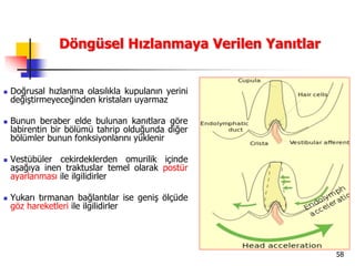 58
Döngüsel Hızlanmaya Verilen Yanıtlar
 Doğrusal hızlanma olasılıkla kupulanın yerini
değiştirmeyeceğinden kristaları uyarmaz
 Bunun beraber elde bulunan kanıtlara göre
labirentin bir bölümü tahrip olduğunda diğer
bölümler bunun fonksiyonlarını yüklenir
 Vestübüler cekirdeklerden omurilik içinde
aşağıya inen traktuslar temel olarak postür
ayarlanması ile ilgilidirler
 Yukarı tırmanan bağlantılar ise geniş ölçüde
göz hareketleri ile ilgilidirler
 
