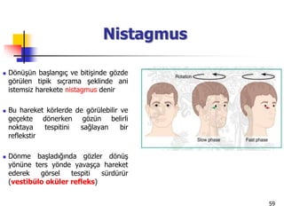 59
Nistagmus
 Dönüşün başlangıç ve bitişinde gözde
görülen tipik sıçrama şeklinde ani
istemsiz harekete nistagmus denir
 Bu hareket körlerde de görülebilir ve
geçekte dönerken gözün belirli
noktaya tespitini sağlayan bir
reflekstir
 Dönme başladığında gözler dönüş
yönüne ters yönde yavaşça hareket
ederek görsel tespiti sürdürür
(vestibülo oküler refleks)
 