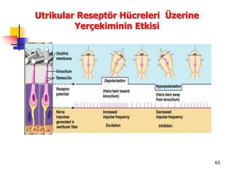 63
Utrikular Reseptör Hücreleri Üzerine
Yerçekiminin Etkisi
 