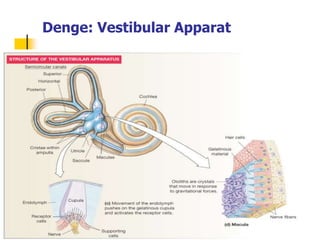 66
Denge: Vestibular Apparat
 